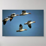Snow Geese in Flight Print