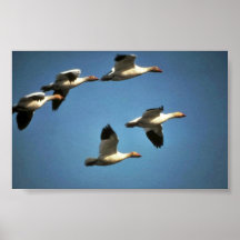 Snow Geese in Flight Print