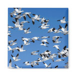 Snow Geese magnets