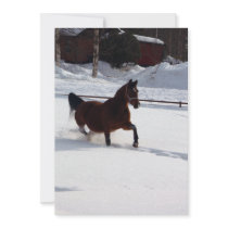 Snow Horse
