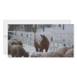 Snow Horse, Merry Christmas! photo cards