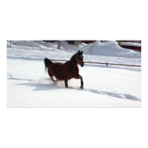 Snow Horse