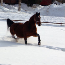 Snow Horse