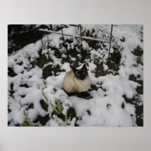 Snow Images, Snow Cat Print