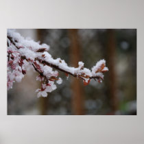 snow in april poster
