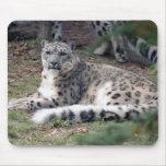 snow leopard 26