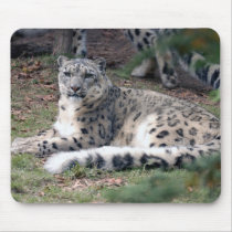 snow leopard 26