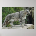 Snow Leopard 2 Poster posters