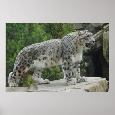 Snow Leopard 2 Poster by deesdigitaldelight