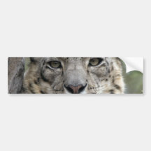 Snow Leopard Bumper Sticker