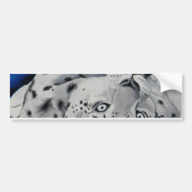 Snow Leopard Bumper Sticker