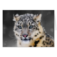 Snow Leopard Cards