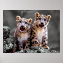 Snow Leopard Cubs Print