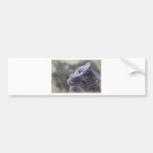 snow leopard face. bumper sticker