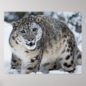 Snow Leopard Growling posters