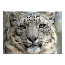 Snow Leopard Invitation