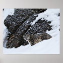 Snow Leopard on the Cliff posters