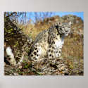 Snow Leopard on the Lookout posters