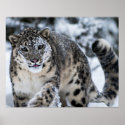 Snow Leopard on the Prowl posters