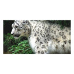 Snow Leopard photo cards