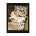 Snow Leopard Postcard