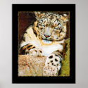 Snow Leopard Poster posters