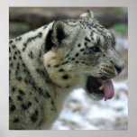 Snow Leopard posters