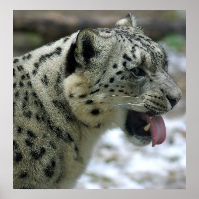 Snow Leopard Print by Tberling