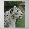 Snow Leopard Poster posters