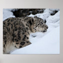 Snow Leopard posters