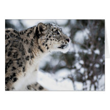 Snow Leopard Profile Greeting Cards