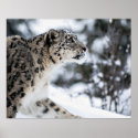 Snow Leopard Profile posters