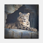 Snow Leopard Refrigerator Magnets