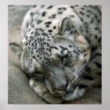 Snow Leopard - Sweet Dreams posters