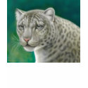 Snow Leopard V-Neck T-Shirt