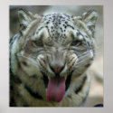 Snow Leopard - Wassup! posters