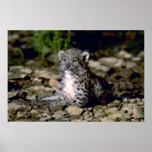 Snow leopard, young cub print