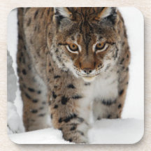 Snow Lynx Coaster