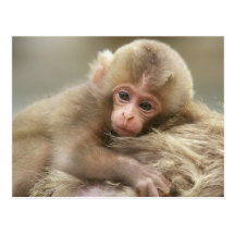 Snow Monkey Baby, Jigokudani, Nagano, Japan 2 Postcard