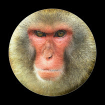 Snow Monkey magnets