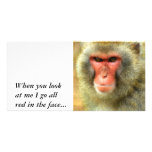 Snow Monkey, photo cards