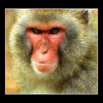 Snow Monkey posters