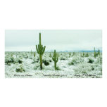 Snow on Catus Nature Series 2012  Note Cards photo cards