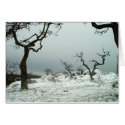 Snow on Garry Oak Meadow cards