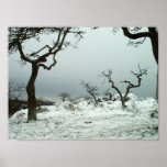 Snow on Garry Oak Meadow Posters