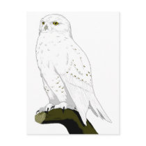 Snow Owl Postcards