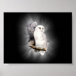 snow owls poster posters
