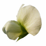 Snow Pea flower ~ arylic Acrylic Cut Out