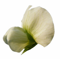 Snow Pea flower ~ arylic Acrylic Cut Out
