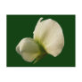 Snow Pea flower ~ postcard